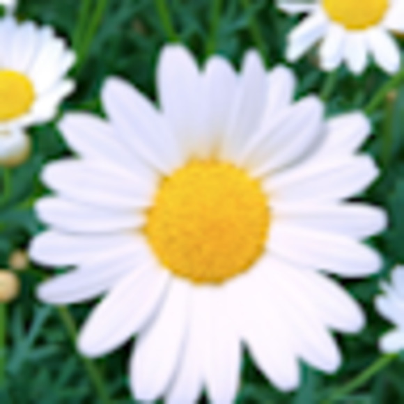 Meet your Posher, Clarissa - Picture 1 of 1